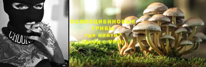 Псилоцибиновые грибы MAGIC MUSHROOMS  купить наркотики цена  shop официальный сайт  Черняховск 